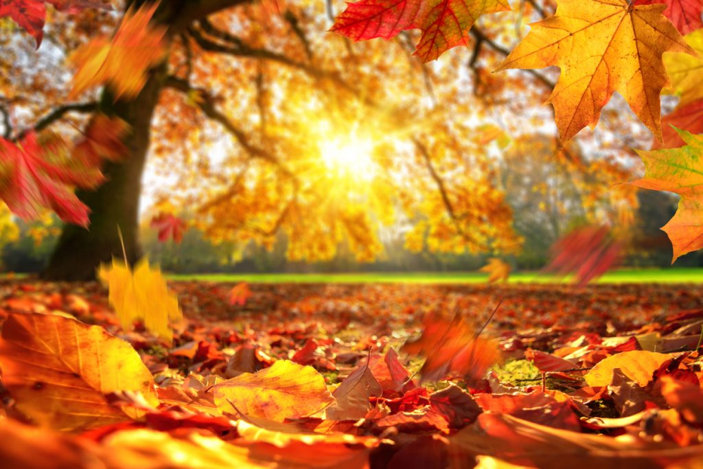 Diabetic socks will keep you warm on crisp autumn days and chilly autumn nights