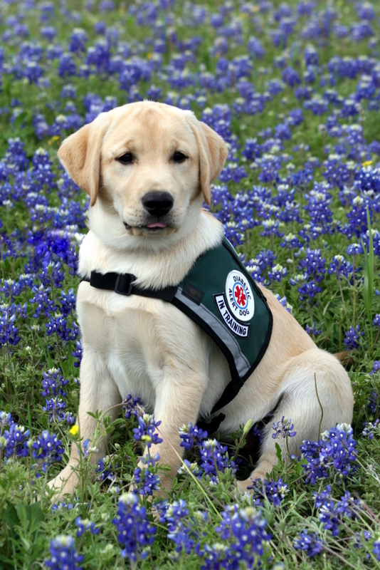 puppy in field of purple flowers, wearing vest that reads diabetic alert dog in training