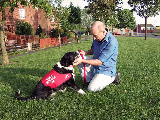 older man with black and white diabetic alert dog