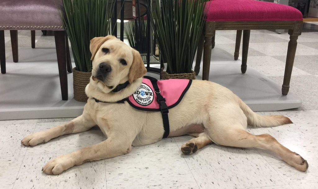 diabetic alert dog resting on the floor